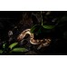 Boa de arena - Eryx colubrinus